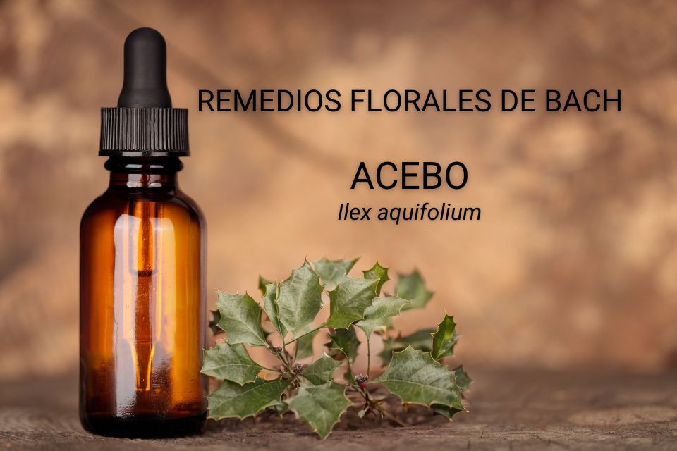 Remedios florales de Bach: Acebo